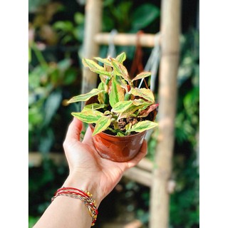 Chậu cây Euphorbia tithymaloides (Devil’s Backbone)