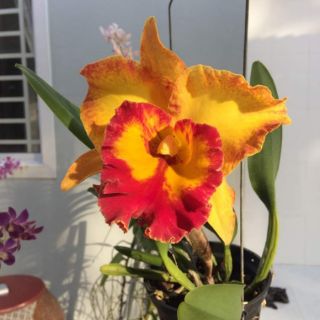 Lan cattleya