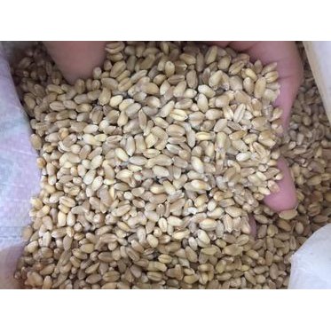 Hạt Giống Cỏ Lúa Mì (Mầm Lúa Mạch) Dễ Trông, Thơm Ngon Gói