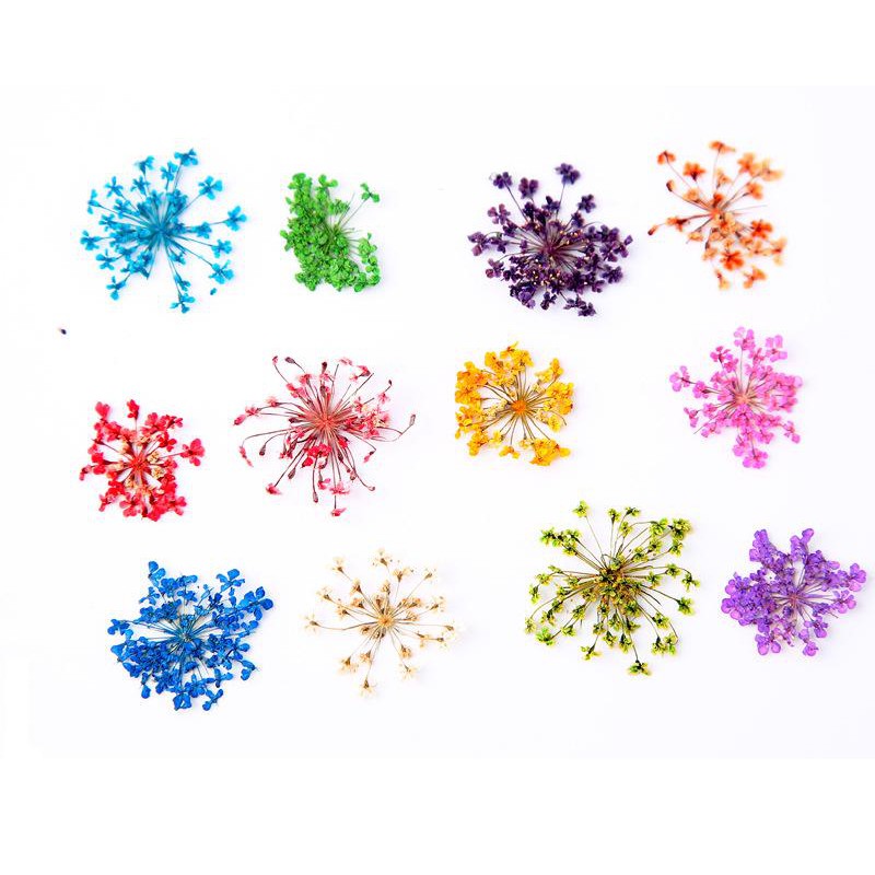 Khay 12 loai Hoa khô trang trí móng 3D - Hoa Mini - Hoa mini