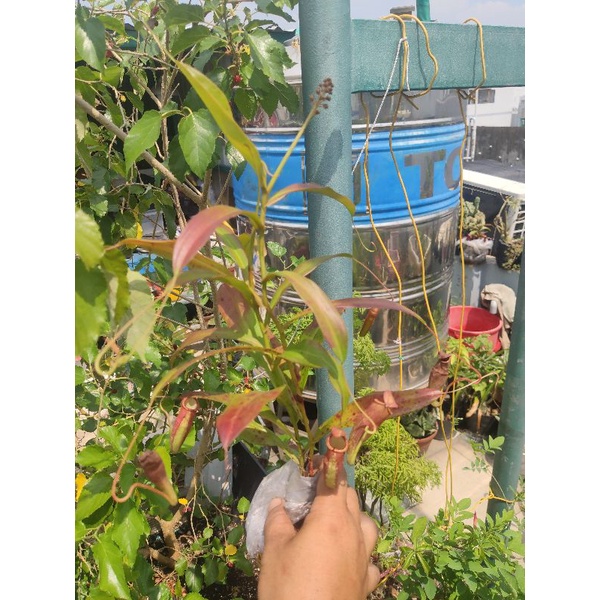 Cây nắp ấm dag chùm hạt y hình chụp.  vs ấm y hình dòng ấm sọc