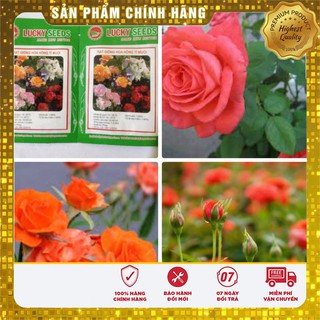 Hạt Giống Hoa Hông Tỉ Muội(20 hạt)