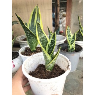 Lưỡi hổ Thái trung, Size để bàn