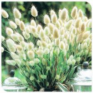 HẠT GIỐNG CỎ ĐUÔI THỎ GÓI 0,2G