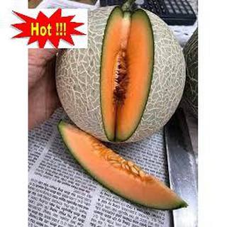 Hạt giống Dưa lưới F1