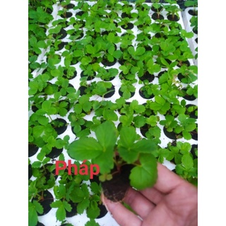 10 cây dâu tây pháp cấy mô trong vỉ