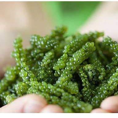 Rong Nho Tách Nước Green Food 100% Natural Hàng Công Ty Check Thông Tin Qua Mã Vạch .