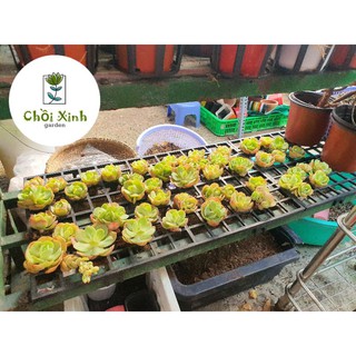 Sen đá Bèo Pháp nhỏ