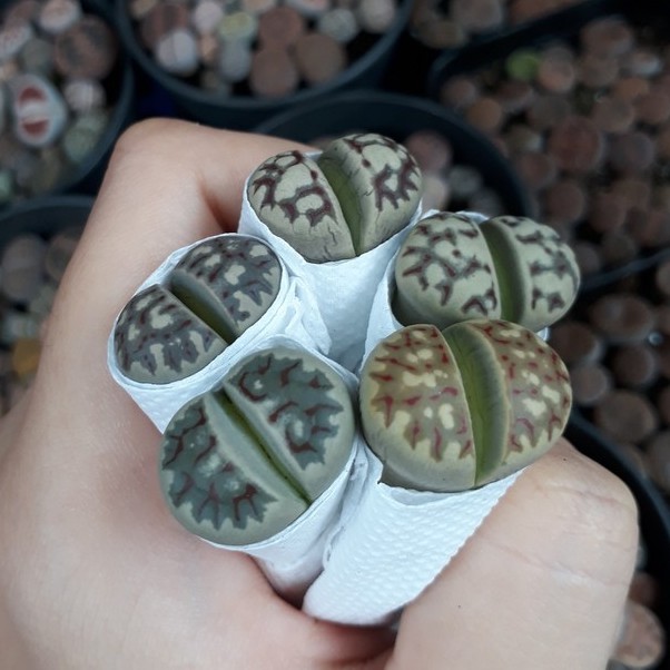 Sen mông dòng Dototheae Size 1.5-2.5cm (Sen Mông/Lithops/Thạch Lan)