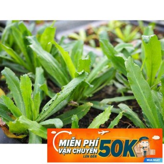 10g Hạt giống Ngò Gai