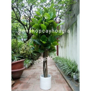 Cây Bàng Singapore Thân gỗ Thật Cao 1m5 kèm chậu - Cây giả