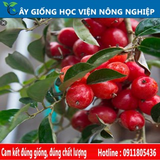 cây giống nhót ngọt siêu trái- cây ăn quả