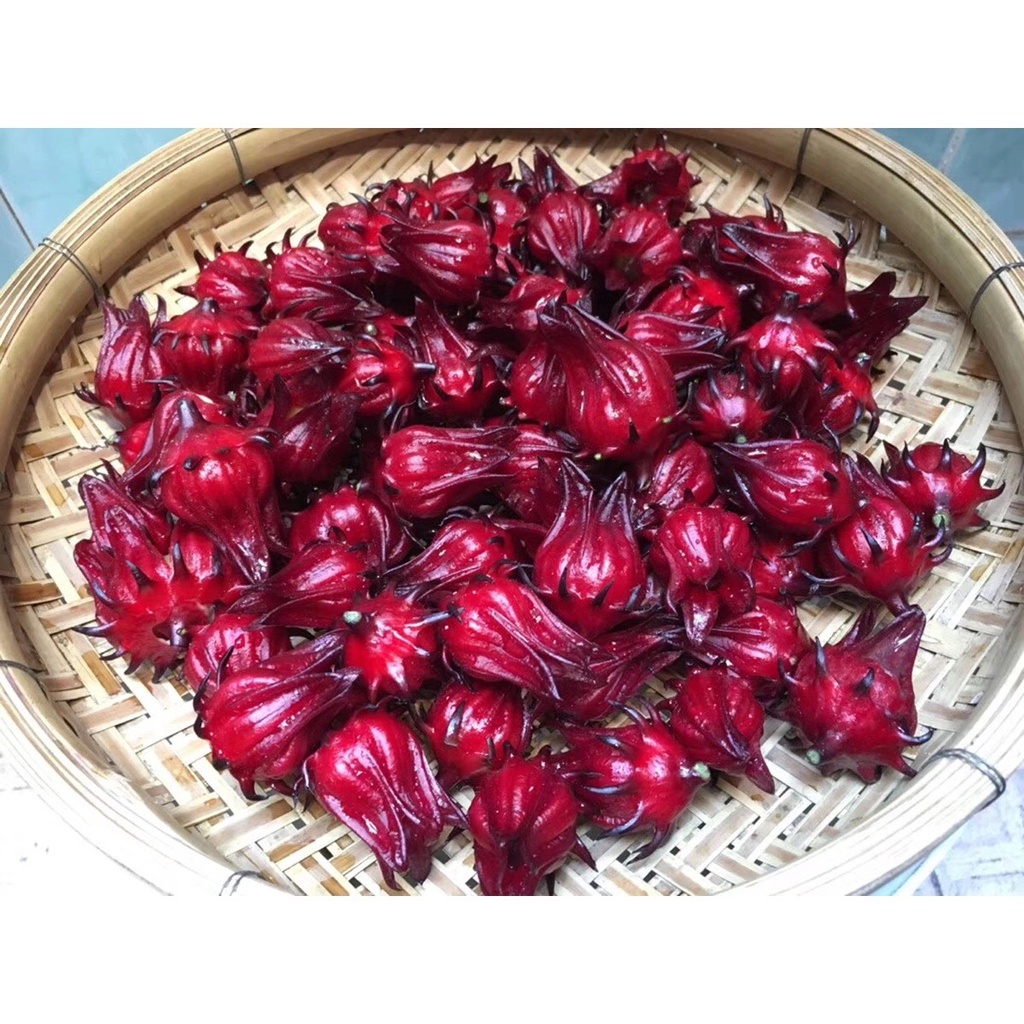 Hạt giống Atiso đỏ - 20 hạt, hoa bụp giấm Seed Land