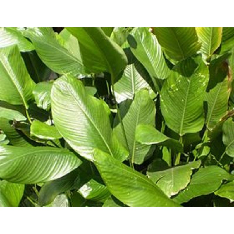 Lá dong tươi gói bánh