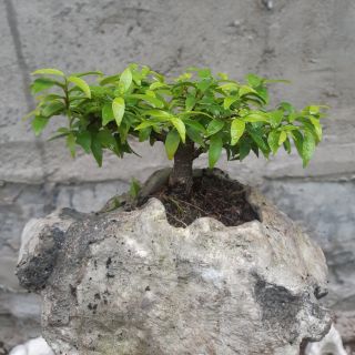 Mai chiếu thủy HÒN NON BỘ mini