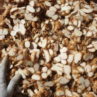 Địa Liền 1kg tươi