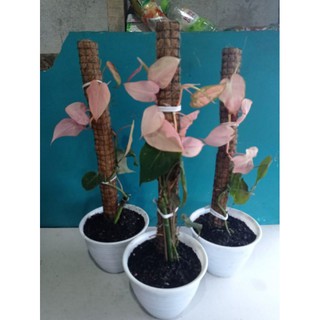 Philodendron Rare Màu Hồng