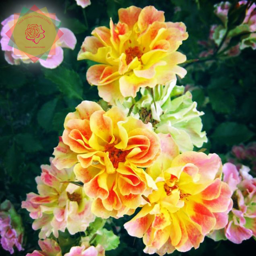 Cây hoa hồng ngoại Pur Caprice Nam Phi  tăc kè lộng lẫy - Hoa hồng Thăng Long Flower
