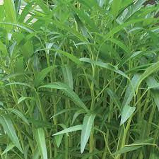 Hạt Giống MẦM RAU MUỐNG