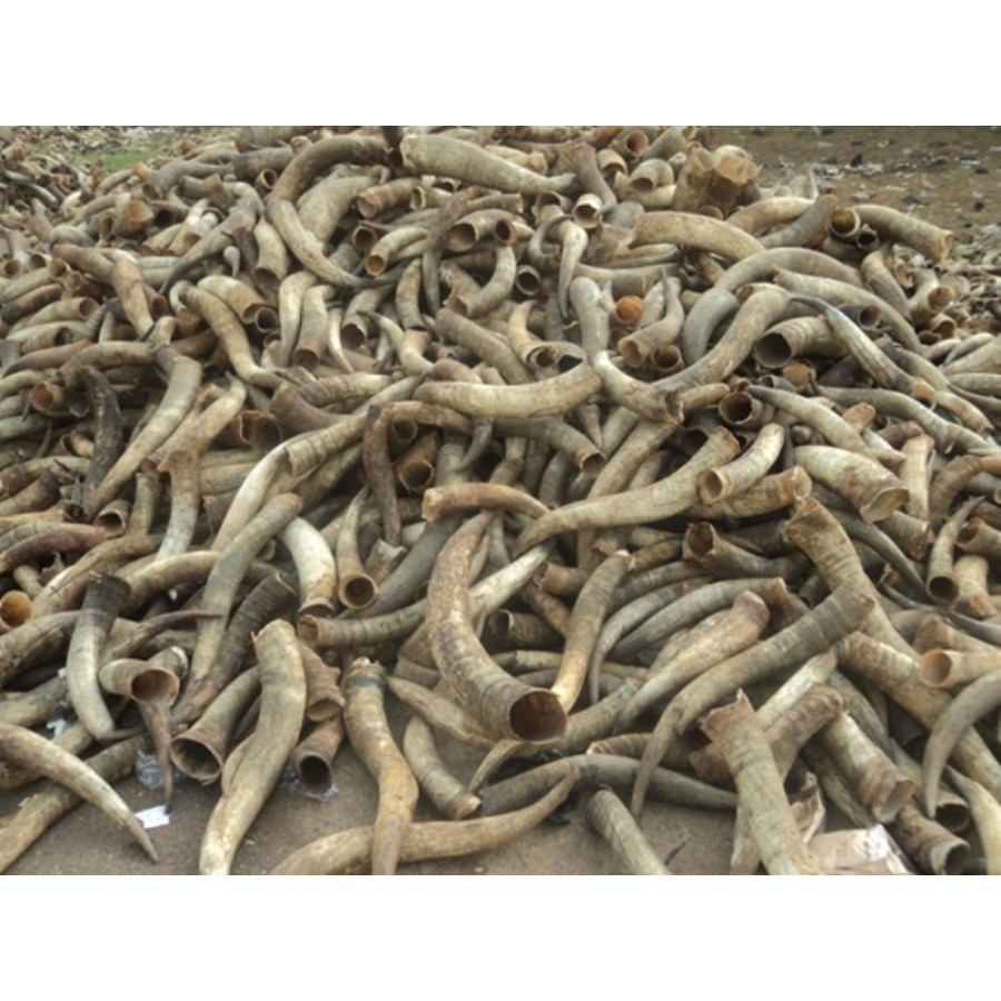 Dĩa ăn hoa quả sừng trâu cao cấp (DS02: 01 chiếc màu tự nhiên 2 răng)