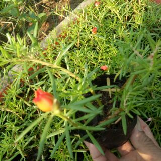 mười giờ đỏ rất hiếm.