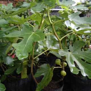 Cây Sung Mỹ đang có trái