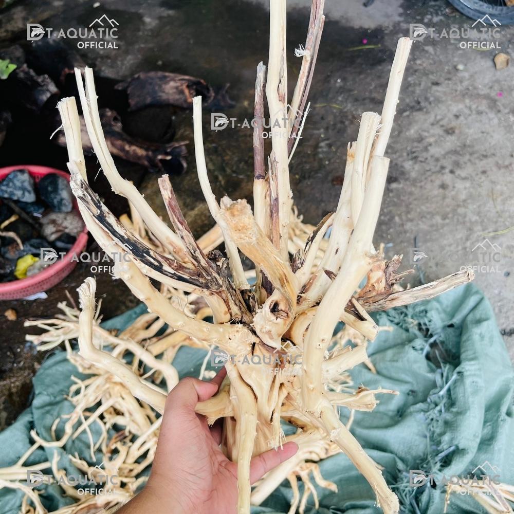 Lũa Thủy Sinh Hải Sa Quỳ (Chọn Theo Kích Thước hồ) Hàng Đẹp - Trang Trí Bể Cá Cảnh, Setup Bể Thủy Sinh