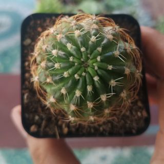 Xương rồng mini - Lobi
