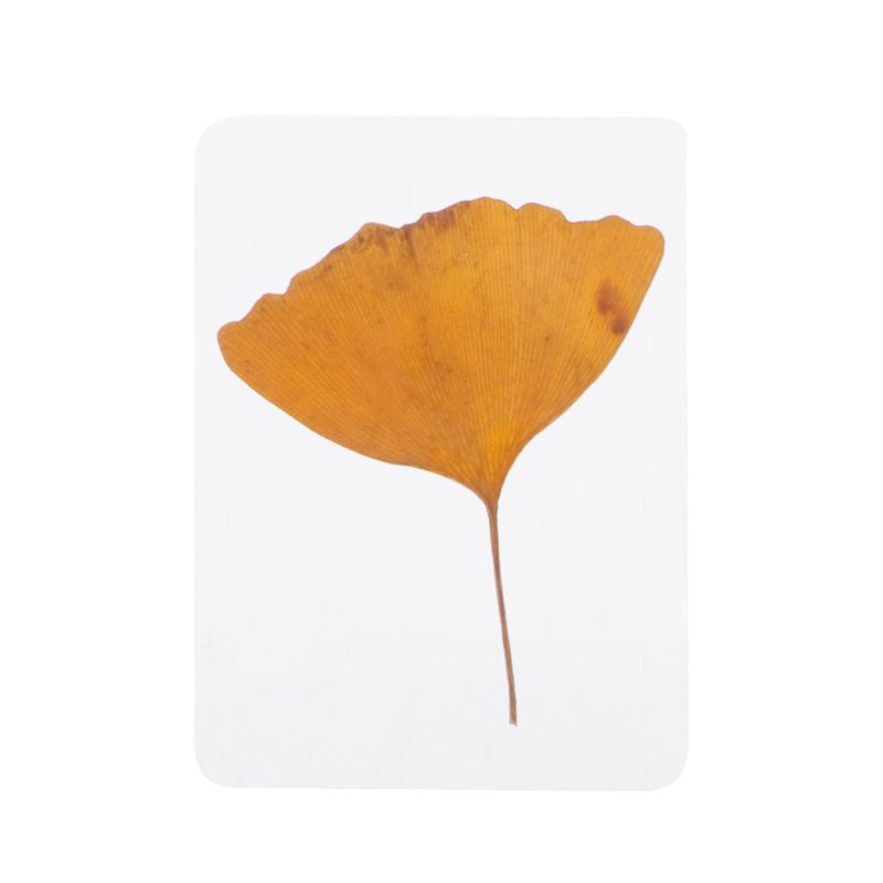 Bộ mẫu hoa và lá ép khô hỗn hợp dùng làm trang sức resin epoxy