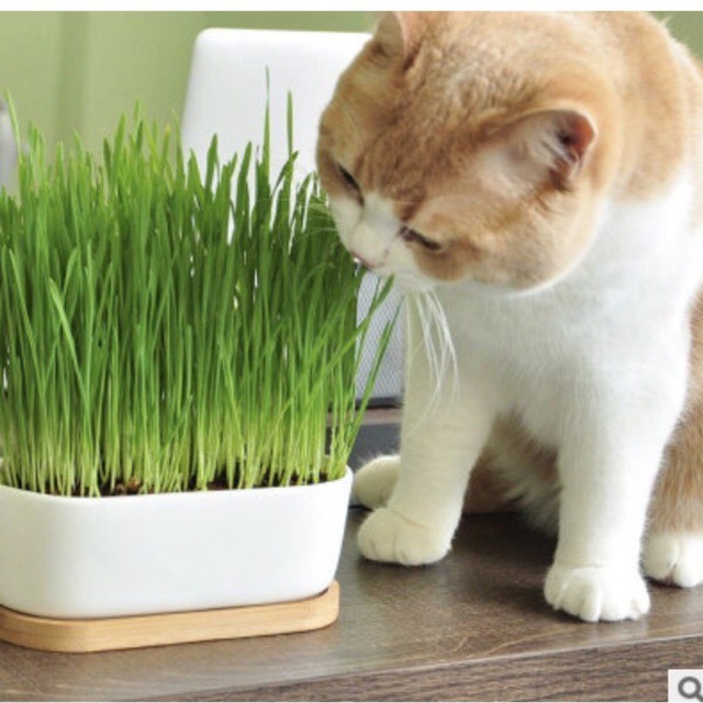 Hạt giống cỏ mèo Gói 50g