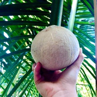 Dừa Xiêm Trọc Bến Tre