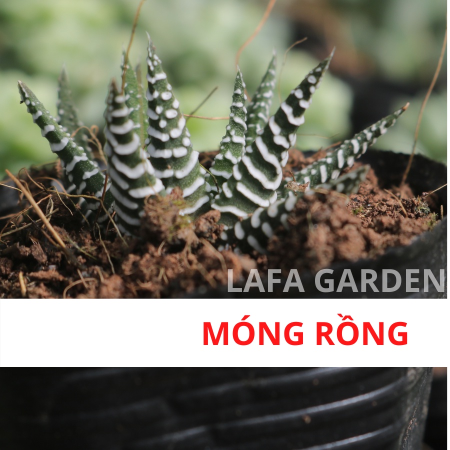 Cây sen đá Đà Lạt, kích thước (3-5cm) tùy chọn nhiều giống