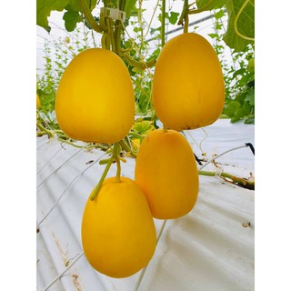 hạt giống dưa lê vàng thơm nhật bản