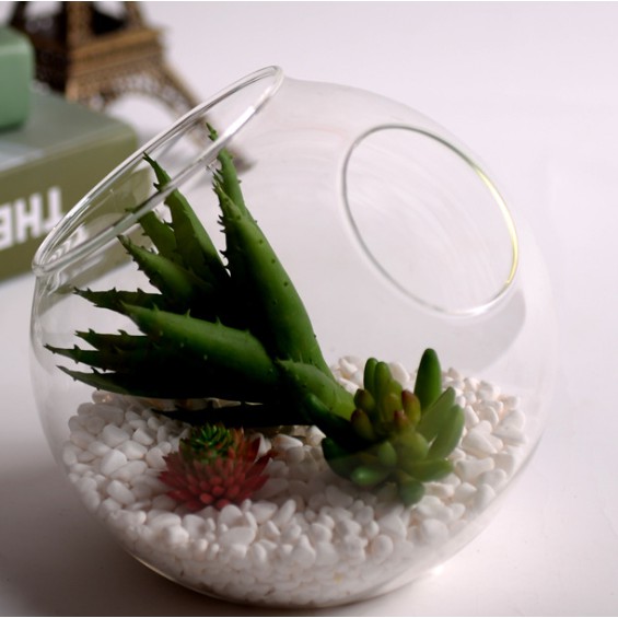 Chậu kiểng thủy tinh C2L