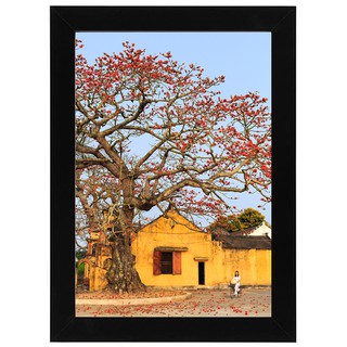 Ảnh hoa gạo kèm khung treo