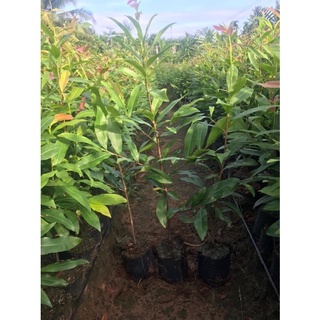 Mai vàng ươm quấn rễ như hình
