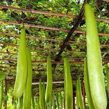 Hạt giống bầu sao dài (tặng kèm phân)