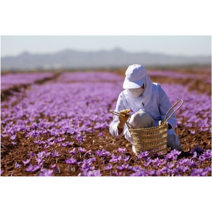 Nhụy hoa nghệ tây - Chuẩn Nhập từ Đức - Saffron chất lượng cao