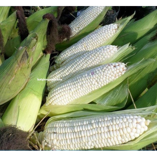 20 GR -  HẠT GIỐNG BẮP NẾP NÙ