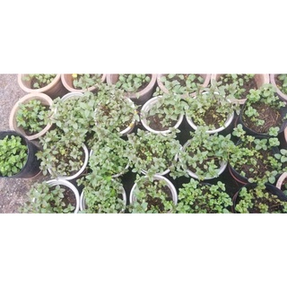 cây Bạc Hà Peppermint (1 chậu)