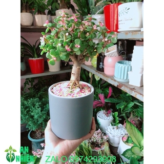 Chậu Cành Vàng Lá Ngọc