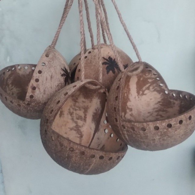 Gáo  dừa  hàm  ếch