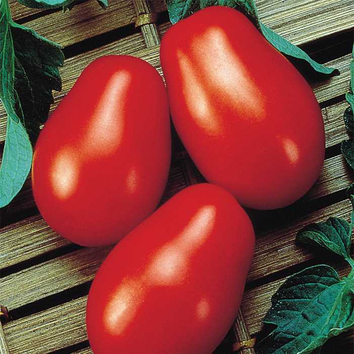 [Mới] - Hạt giống cà chua bi hồ lô đỏ giá rẻ - Thuận Duy Shop