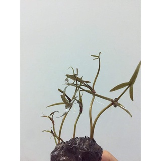 20 củ bông súng đà lạt