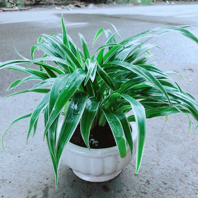 Chậu Lan Chi (Dây Nhện)