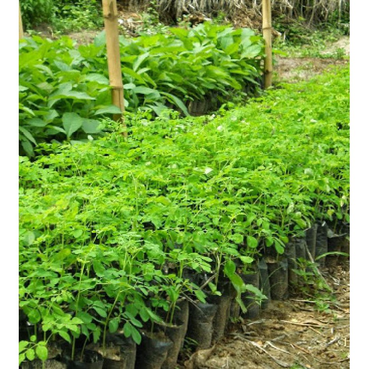 Hạt giống cây chùm ngây F1 - 1 gói 20 hạt