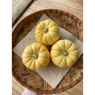 Bí đỏ mini ĐÀ LẠT - Rau củ ĐÀ LẠT