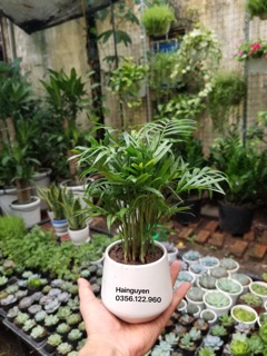 Chậu cây cau tiểu trâm để bàn (cả chậu sứ)