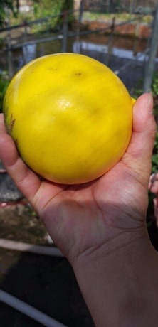 Vú sữa hoàng kim