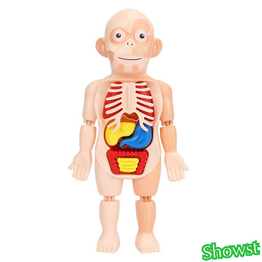 Bộ đồ chơi lắp ráp mô hình cơ thể người 3D cho bé